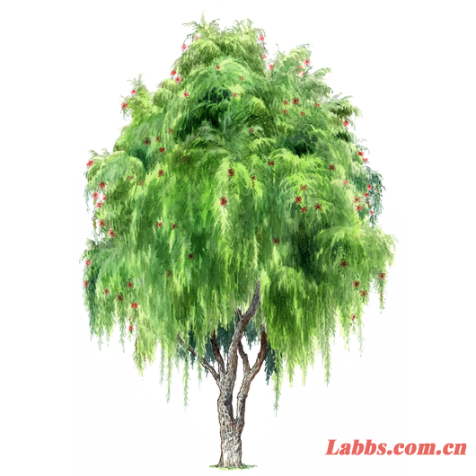 LֲDX(qin)