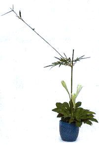 3在中心部位插入3支百合，高度約為竹枝的1／2。