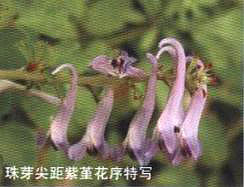 ѿ،(xi)