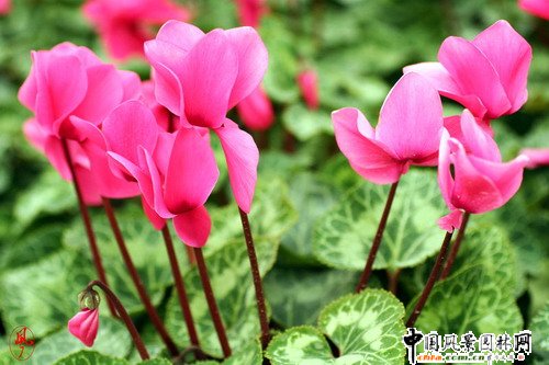 (zhun)}2009(pُI(mi)Bo)