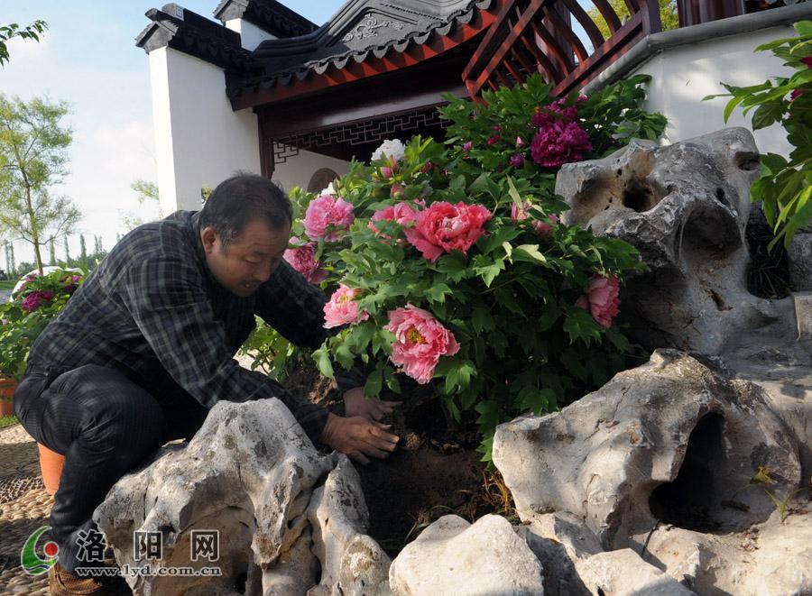 洛陽(yáng) 牡丹 荷蘭