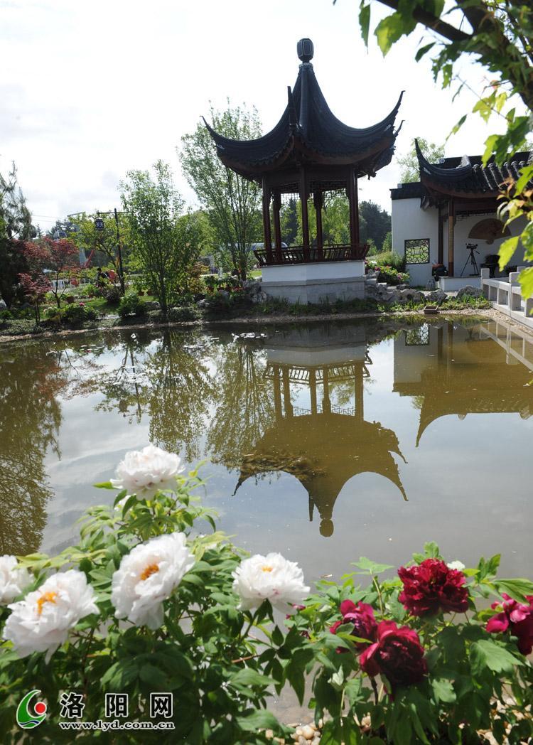 洛陽(yáng) 牡丹 荷蘭