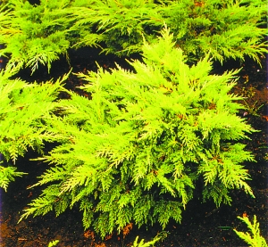 北京 綠化 彩葉樹(shù)