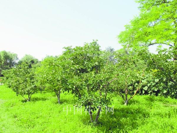 園林 果樹(shù) 綠化