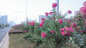 湖南 長(cháng)沙 紫薇