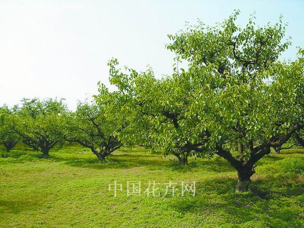 梨樹(shù) 應用 花卉