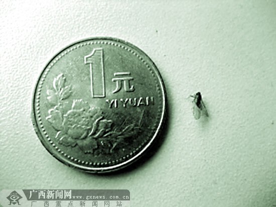 一枚1元硬幣的直徑是25毫米，而葉蟬個(gè)頭很小，估計只有幾毫米。
