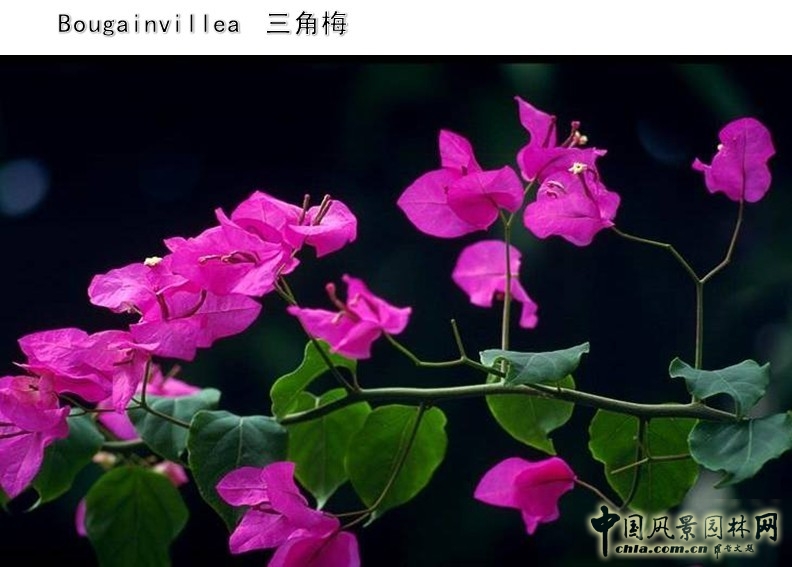 設計師 設計理念 景觀(guān)設計 體驗式設計