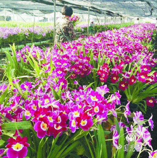 米爾特蘭 花卉 市場(chǎng)