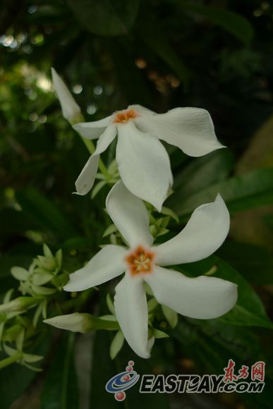 上海植物園海芒果熱烈開(kāi)放