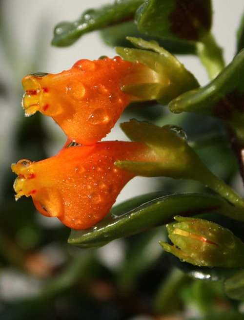 金魚(yú)花 花卉 懸花科