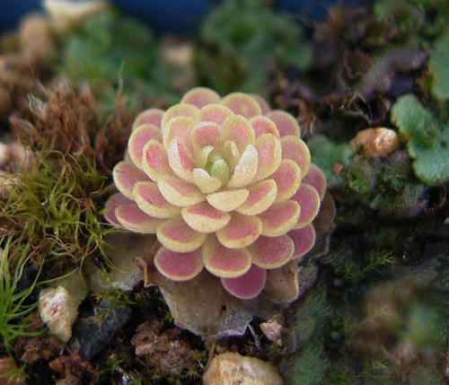花卉 捕蟲(chóng)堇 捕蟲(chóng)植物