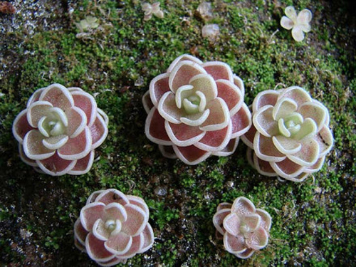 花卉 捕蟲(chóng)堇 捕蟲(chóng)植物