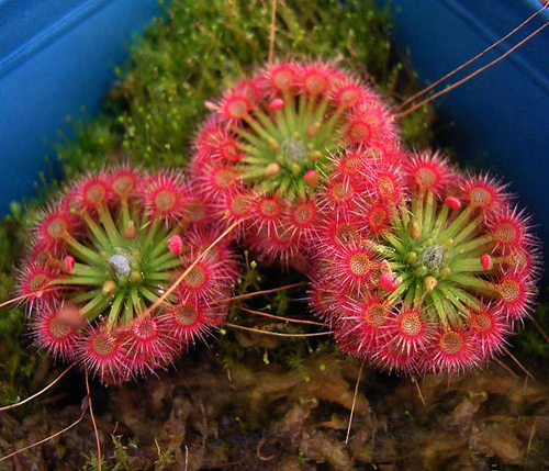 花卉 食蟲(chóng)植物 茅膏菜