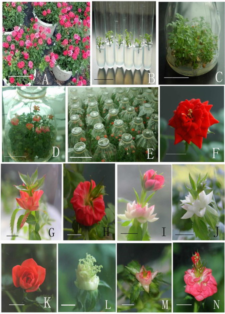 華南植物園月季試管開(kāi)花研究