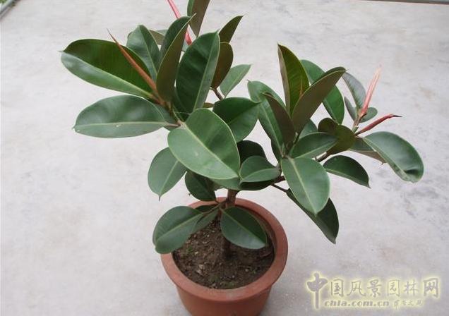 橡皮樹(shù)