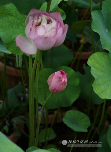 本應該是筆直的花莖，分叉出了一枝。