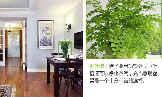 垂葉榕
