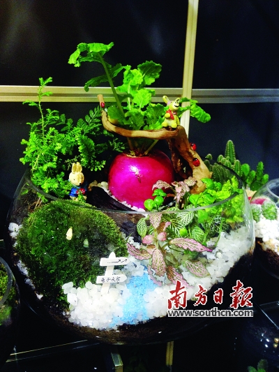 微景觀(guān) 多肉植物 園藝師 生態(tài)瓶