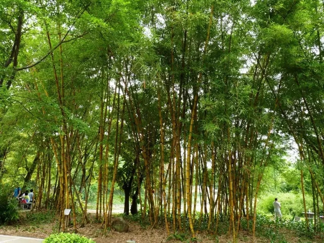26種竹類(lèi)植物整理（上）