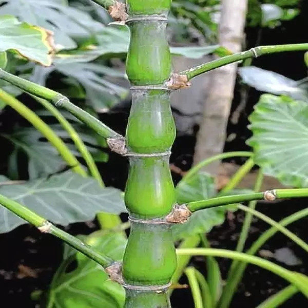 26種竹類(lèi)植物整理（上）