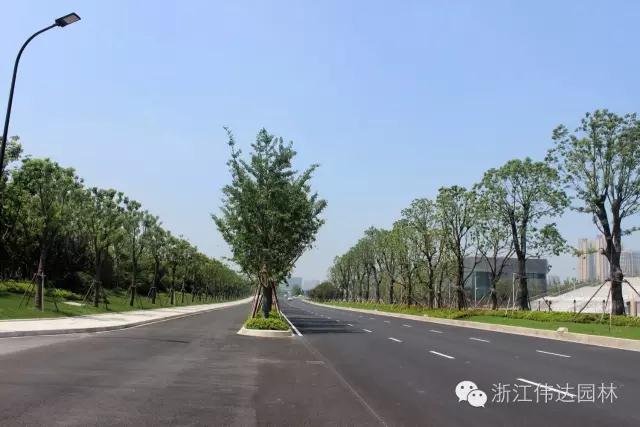 偉達園林獲G20杭州峰會(huì )服務(wù)保障突出貢獻獎