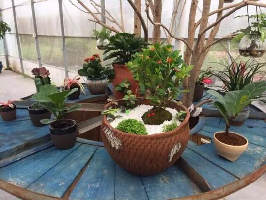 3位女大學(xué)生樂(lè )當種花匠 坎墩后花園打造“花樣年華