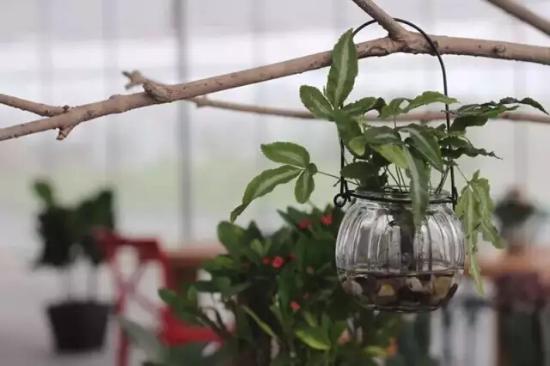 3位女大學(xué)生樂(lè )當種花匠 坎墩后花園打造“花樣年華