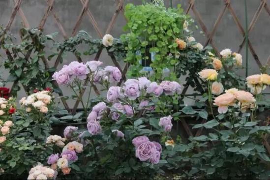 3位女大學(xué)生樂(lè )當種花匠 坎墩后花園打造“花樣年華