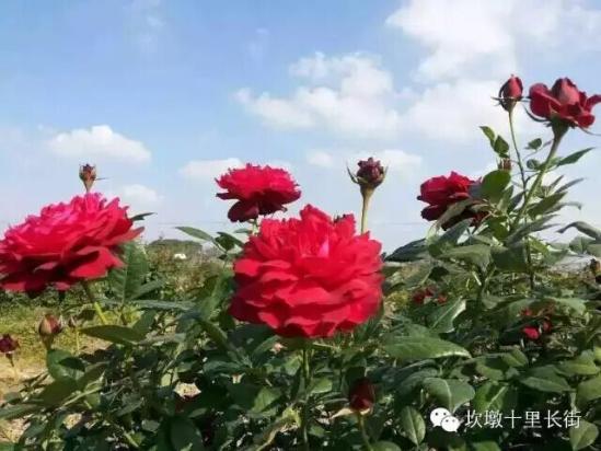 3位女大學(xué)生樂(lè )當種花匠 坎墩后花園打造“花樣年華
