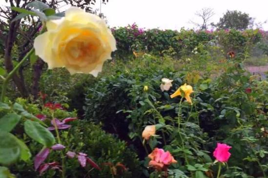 3位女大學(xué)生樂(lè )當種花匠 坎墩后花園打造“花樣年華