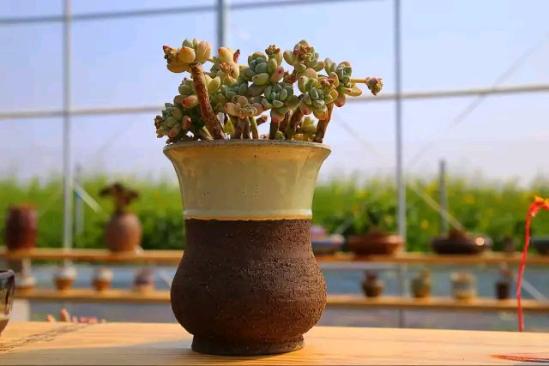3位女大學(xué)生樂(lè )當種花匠 坎墩后花園打造“花樣年華