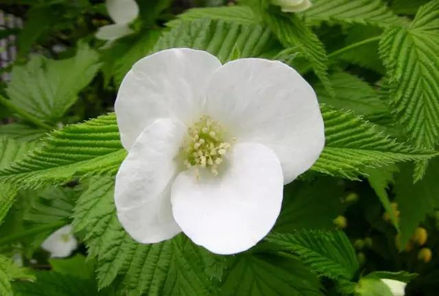 這些以“雞”為名的植物你認識幾個(gè)？