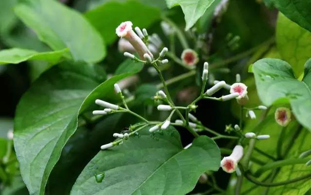 這些以“雞”為名的植物你認識幾個(gè)？