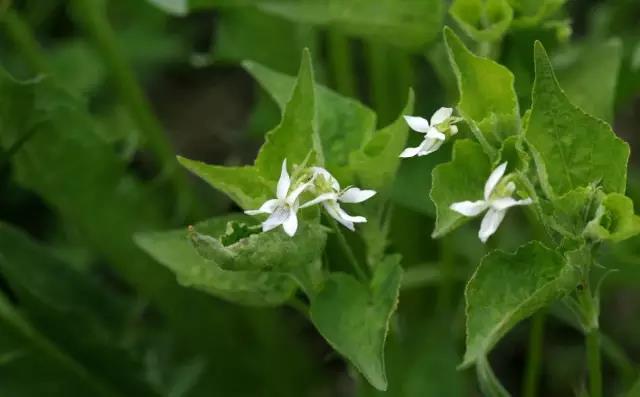 這些以“雞”為名的植物你認識幾個(gè)？