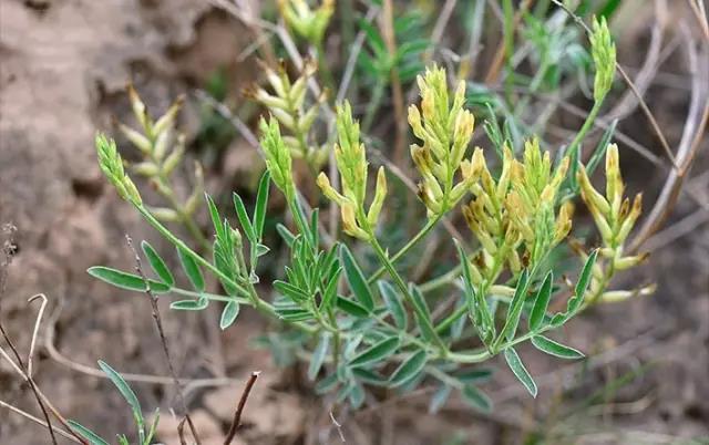 這些以“雞”為名的植物你認識幾個(gè)？