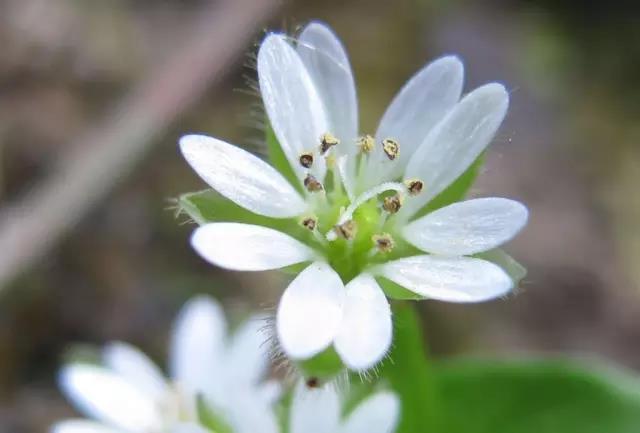 這些以“雞”為名的植物你認識幾個(gè)？