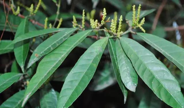 這些以“雞”為名的植物你認識幾個(gè)？