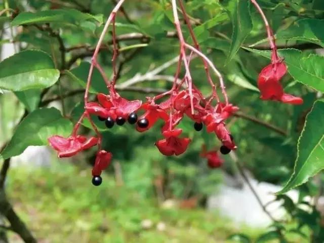這些以“雞”為名的植物你認識幾個(gè)？