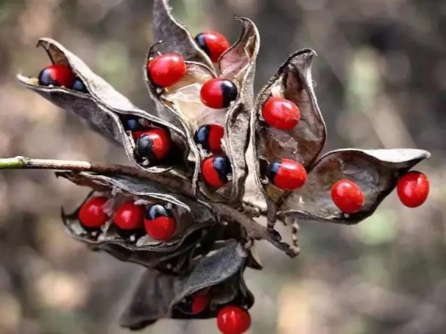 這些以“雞”為名的植物你認識幾個(gè)？