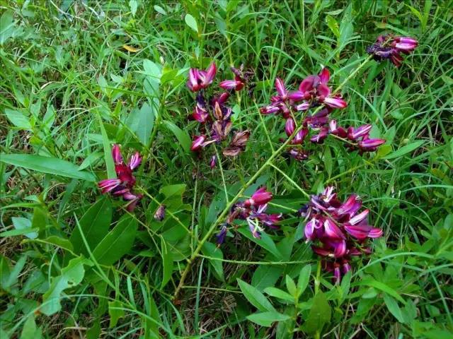 這些以“雞”為名的植物你認識幾個(gè)？