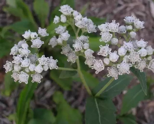 這些以“雞”為名的植物你認識幾個(gè)？