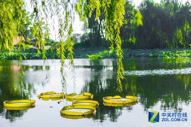 北京園林頤和園的花草樹(shù)木