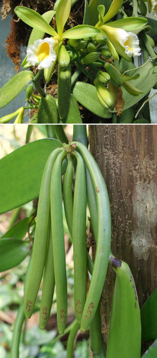 一些植物從開(kāi)花到結果的照片