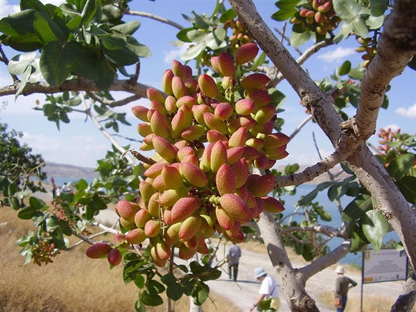 一些植物從開(kāi)花到結果的照片