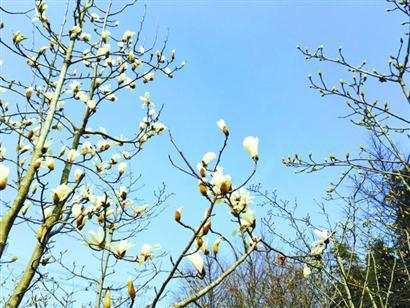 上海植物園白玉蘭今年開(kāi)得格外早