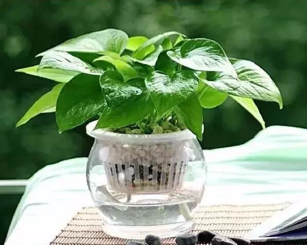 適合家庭栽培的吸毒植物，你知道哪些？