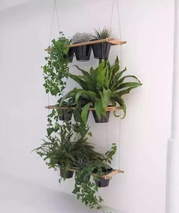 適合家庭栽培的吸毒植物，你知道哪些？