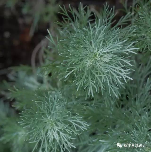 認識植物：這些常見(jiàn)的園林植物你認識嗎？