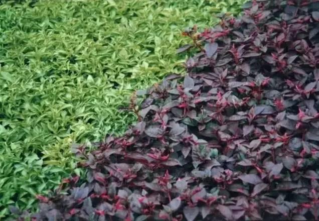 認識植物：這些常見(jiàn)的園林植物你認識嗎？